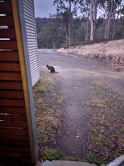 Thylogale billardierii