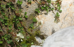 Trifolium repens