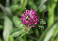 Cryptocephalus sericeus