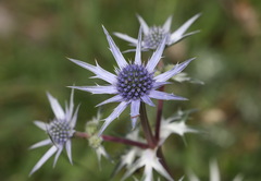 Eryngium bourgatii