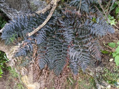 Polystichum neozelandicum