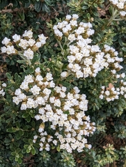 Ozothamnus leptophyllus