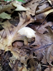 Hypomyces chlorinigenus