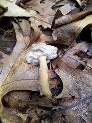 Hypomyces chlorinigenus