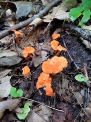 Cantharellus corallinus