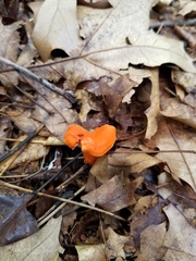 Cantharellus corallinus