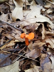 Cantharellus corallinus