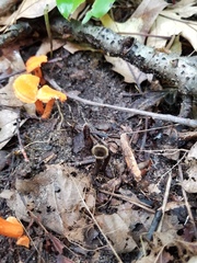 Cantharellus corallinus