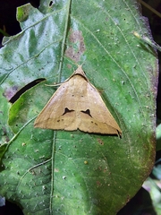 Dierna patibulum