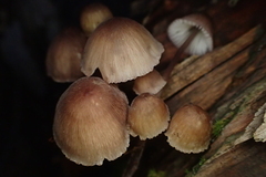 Mycena bulliformis