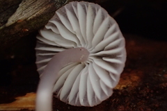 Mycena bulliformis
