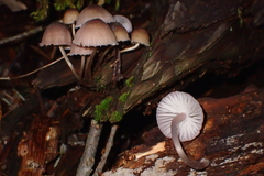Mycena bulliformis