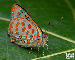 Hypochrysops pythias