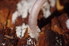 Mycena bulliformis