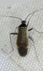Adelphocoris seticornis