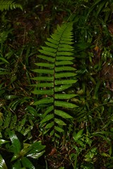 Amauropelta germaniana