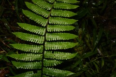 Amauropelta germaniana