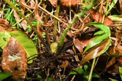 Amauropelta germaniana