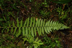 Amauropelta germaniana