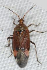 Deraeocoris olivaceus