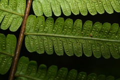 Amauropelta germaniana
