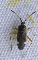 Closterotomus biclavatus