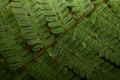 Amauropelta germaniana