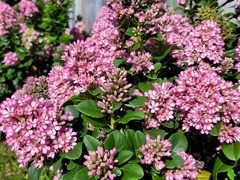 Escallonia laevis