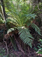 Dicksonia fibrosa