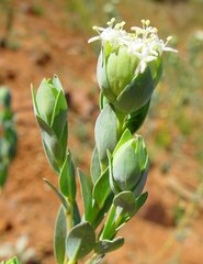 Pimelea holroydii