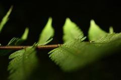 Amauropelta germaniana