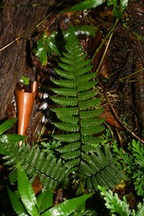 Amauropelta gracilis