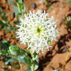 Pimelea holroydii