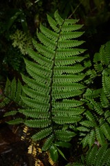 Amauropelta gracilis