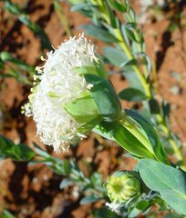 Pimelea holroydii