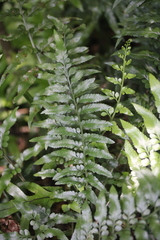 Asplenium lyallii