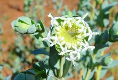 Pimelea holroydii