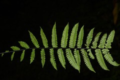 Amauropelta gracilis