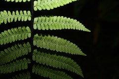 Amauropelta gracilis