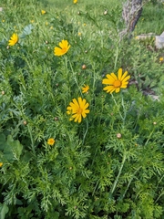 Glebionis coronaria