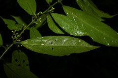 Cestrum megalophyllum
