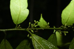 Cestrum megalophyllum