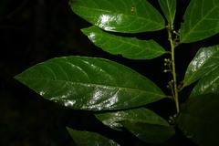 Cestrum megalophyllum