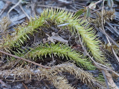 Lycopodiella