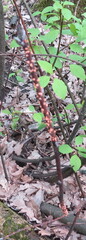 Nectria cinnabarina