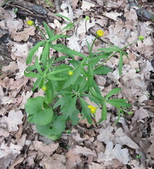Ranunculus cassubicus