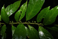 Cestrum megalophyllum