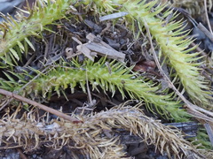 Lycopodiella