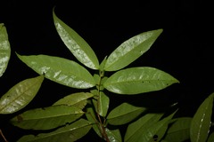 Eugenia coffeifolia