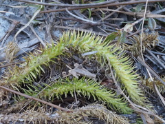 Lycopodiella
